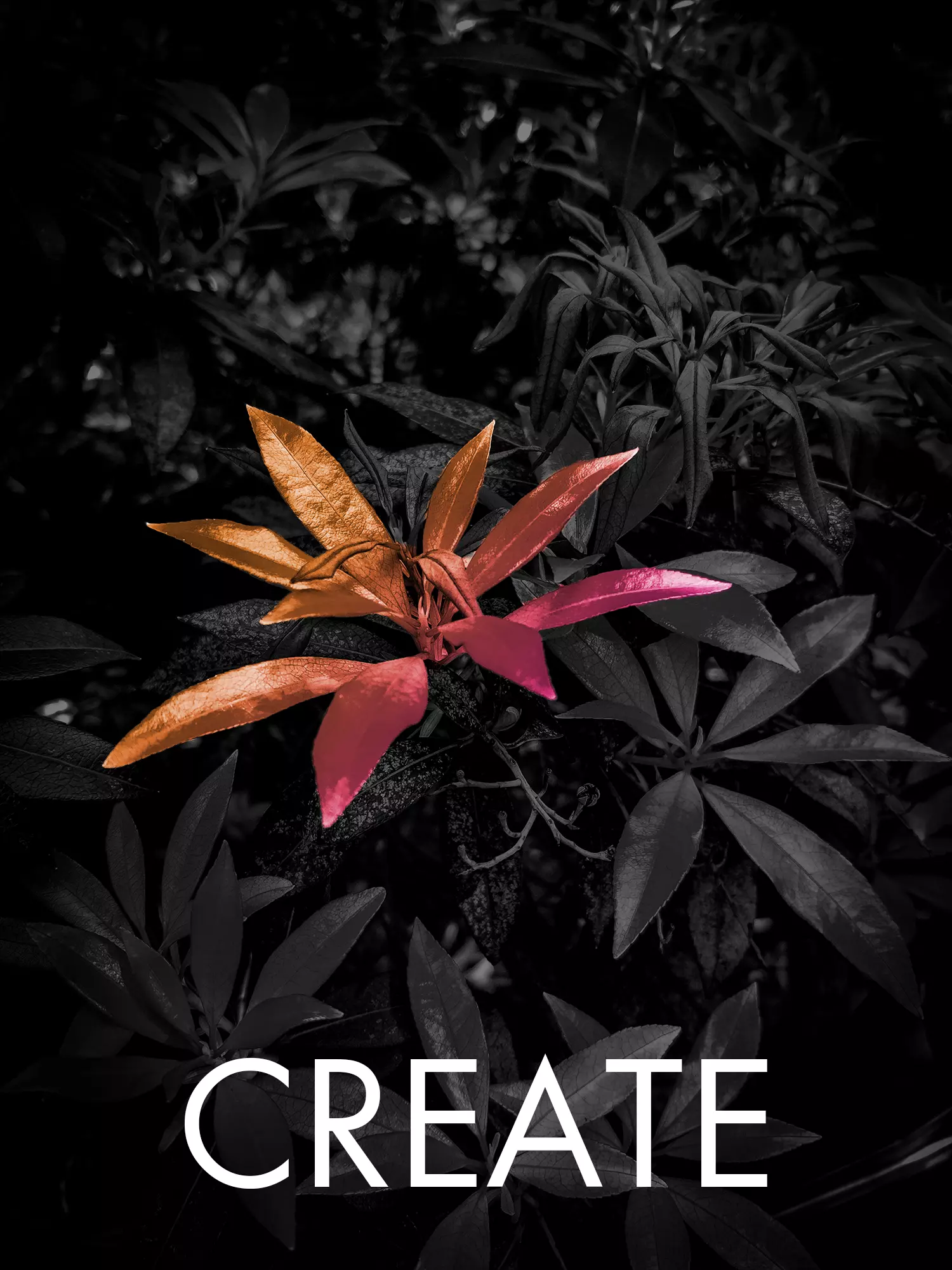 Text saying Create in front of a flower