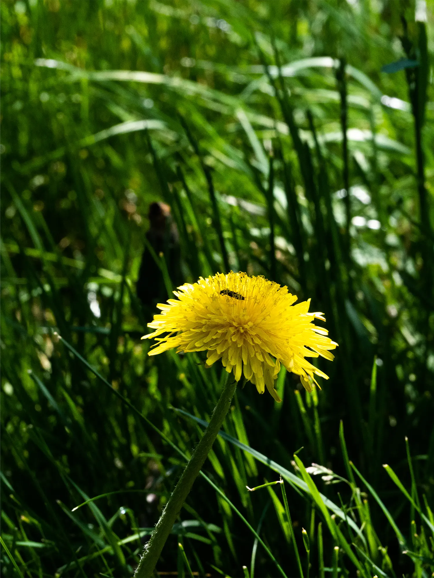 Dandelion with a insect on it
